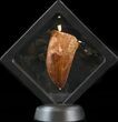 Serrated Carcharodontosaurus Tooth - Great Tip #42593-2